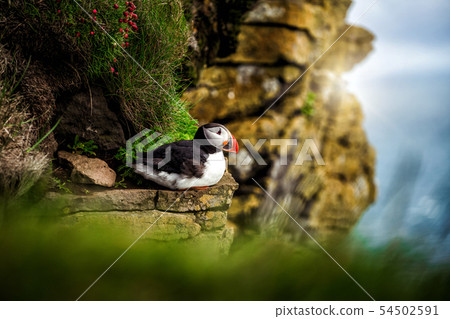 Wild Atlantic puffin seabird in the auk family. 54502591
