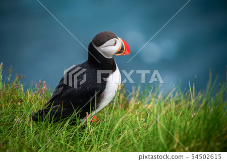 Wild Atlantic puffin seabird in the auk family. 54502615
