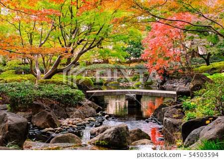 Daejeon black park, autumn leaves Daejeon black park, autumn leaves 54503594