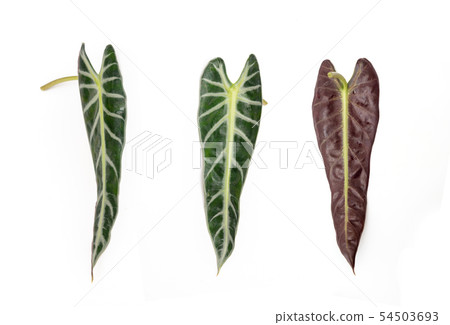 Arrowhead Plant Leaf isolated on white Arrowhead Plant Leaf isolated on white 54503693