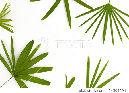 Palm leaves isolated on white background 54503694