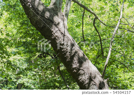 Park Tree Park Tree 54504157