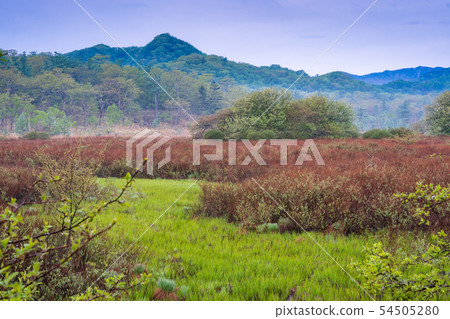 (Tochigi Prefecture) Early summer Oku Nikko Senjogahara Yukawa area (Tochigi Prefecture) Early summer Oku Nikko Senjogahara Yukawa area 54505280