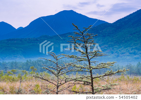 (栃木縣)Oku Nikko Senjogahara初夏的早晨 (栃木縣)Oku Nikko Senjogahara初夏的早晨 54505402