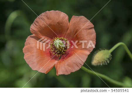 Poppy Poppy 54505541