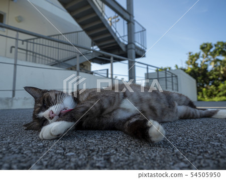 貓在沖繩島 54505950