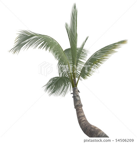 Palm Tree 3d illustration isolated on the white background 54506209