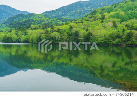 (Tochigi) Fresh green Oku Nikko Lake Yuno 54506214