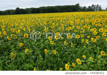 Sunflower field in Hokkaido North earth 54506452