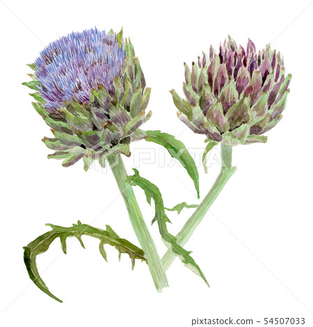 Cynara scolymus朝鮮薊 54507033