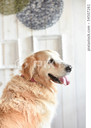 Golden retriever Golden retriever 54507261