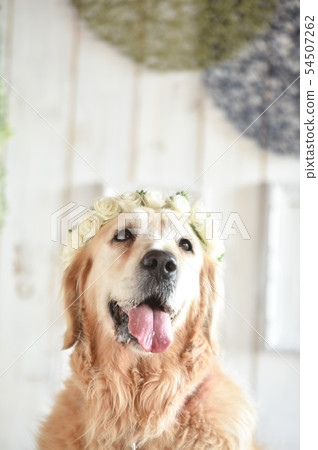 Golden retriever Golden retriever 54507262