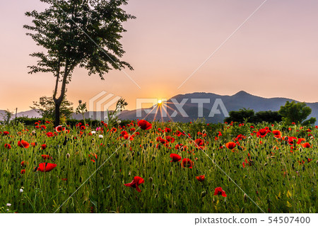 Beautiful poppy field at sunset 54507400