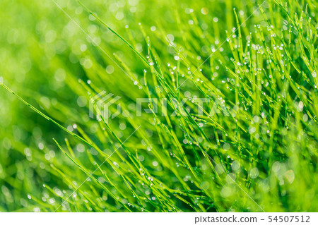 早晨露水閃耀的新鮮的綠色鯡魚草 54507512