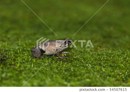 Raorchestes tinniens, Ooty, Tamil Nadu, India Raorchestes tinniens, Ooty, Tamil Nadu, India 54507615
