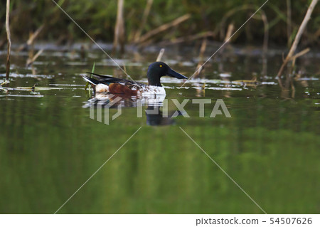 Northern shoveler, Bhigvan, Pune Maharashtra India 54507626