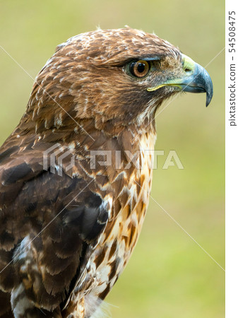 red-tailed hawk or Buteo jamaicensis close-up red-tailed hawk or Buteo jamaicensis close-up 54508475