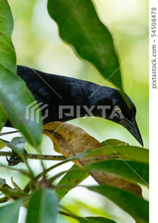 Carib grackle or Greater Antillean blackbird on 54508478