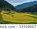 Terraced rice fields in the harvest season 54508667