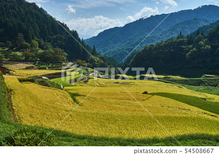 Terraced rice fields in the harvest season Terraced rice fields in the harvest season 54508667