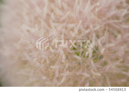 After the flowers, smokey cotton candy like smoked tree (Kemulinoki) ... 3 54508913