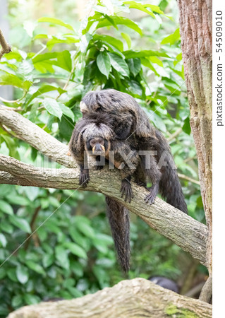 White-and-white parent and child 54509010