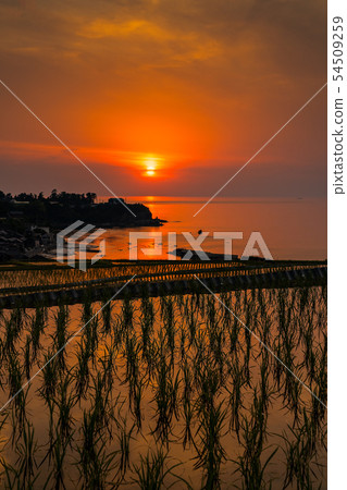Kyoto evening scenery and scenery of terraced rice fields Kyoto evening scenery and scenery of terraced rice fields 54509259