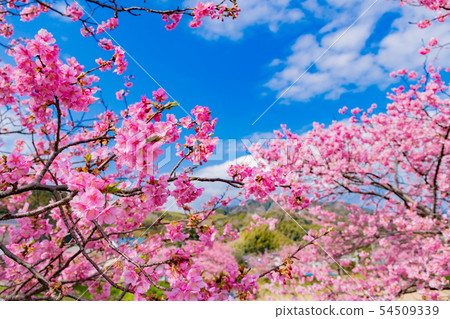 靜岡縣加茂郡河津町河津櫻花河津櫻花節 54509339