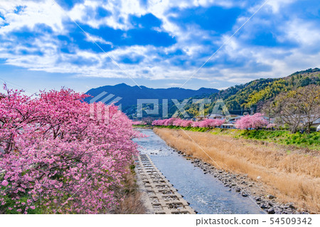 靜岡縣加茂郡河津町河津櫻花河津櫻花節 54509342