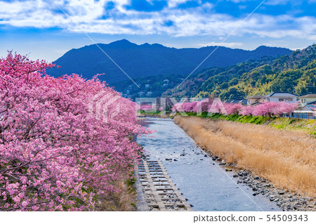 靜岡縣加茂郡河津町河津櫻花河津櫻花節 54509343