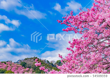 Shizuoka Prefecture Kamo-gun Kawazu-cho Kawazu Sakura Kawazu Sakura Festival Shizuoka Prefecture Kamo-gun Kawazu-cho Kawazu Sakura Kawazu Sakura Festival 54509359