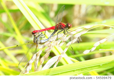 Natsu Akane (in mating) stopping at the rice field 54509479