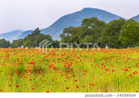 Poppy field field foreground Poppy field field foreground 54509504