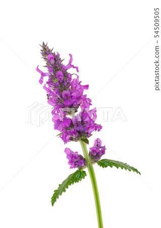 Stachys officinalis isolated white background Stachys officinalis isolated white background 54509505