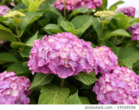 hydrangea hydrangea 54509506