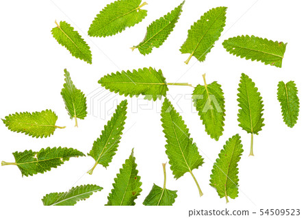 Stachys officinalis isolated white background Stachys officinalis isolated white background 54509523