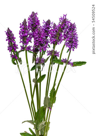 Stachys officinalis isolated white background 54509524
