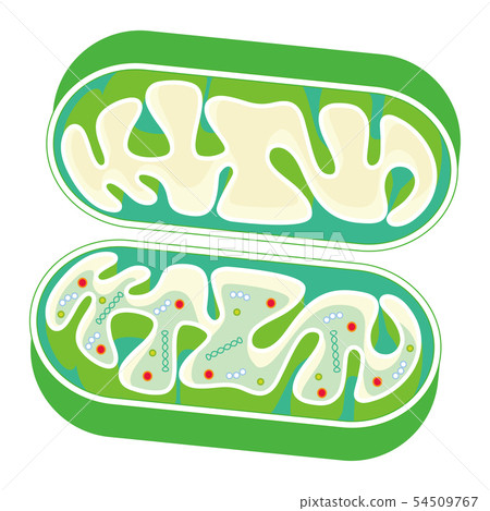 線粒體切掉的線粒體傳染媒介例證 54509767
