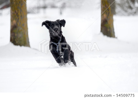 A black puppy is playing in the snow A black puppy is playing in the snow 54509775