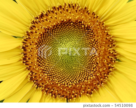 Sunflower macro Sunflower macro 54510098