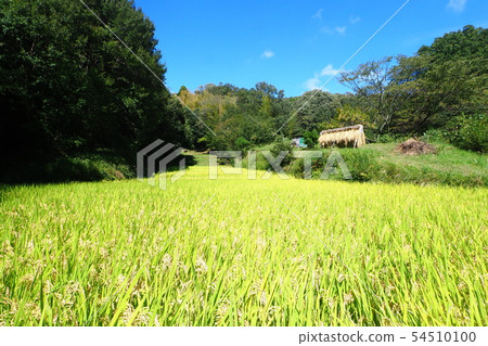 稻田和谷景觀 54510100