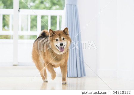 Shiba in the living room 54510132
