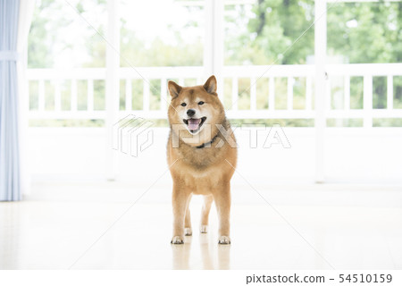 Shiba in the living room 54510159