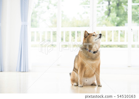 Shiba in the living room Shiba in the living room 54510163