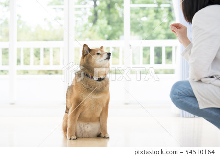 Shiba in the living room Shiba in the living room 54510164