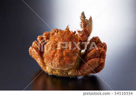 Hairy crab V sign (V sign of hair crab) Hairy crab V sign (V sign of hair crab) 54510334