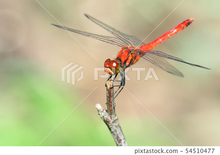 Natsuakane (male) 54510477
