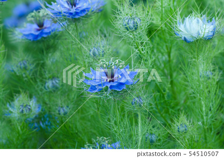 Nigella Black species grass black tree (Scientific name Nigella) 54510507