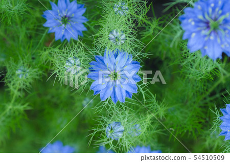 Blue flowers, Nigella, black seed grass (Kurotaneso) 54510509