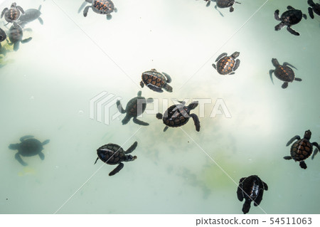 The sea turtle swims in the treatment pool  54511063